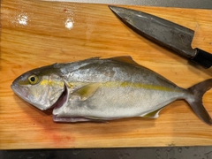 ショゴの釣果