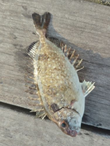 アイゴの釣果