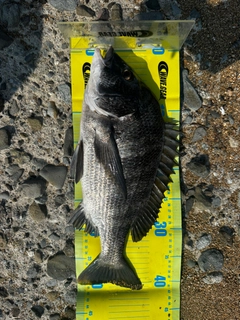 チヌの釣果