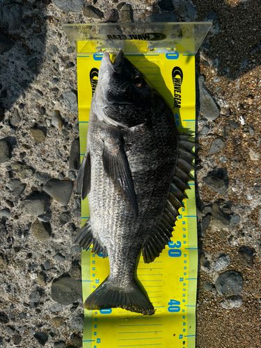 チヌの釣果