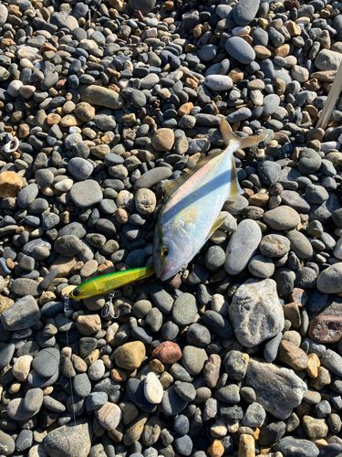 ショゴの釣果