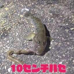 マハゼ