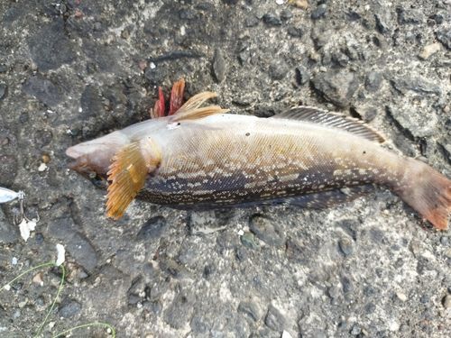 アイナメの釣果