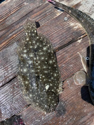 ガンゾウビラメの釣果