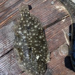 ガンゾウビラメ
