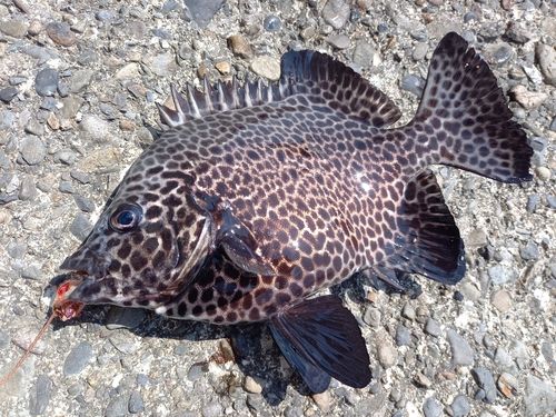 イシガキダイの釣果