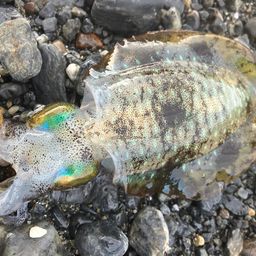アオリイカ