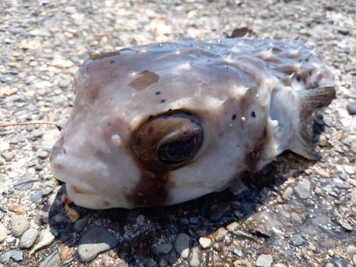 イシガキフグの釣果