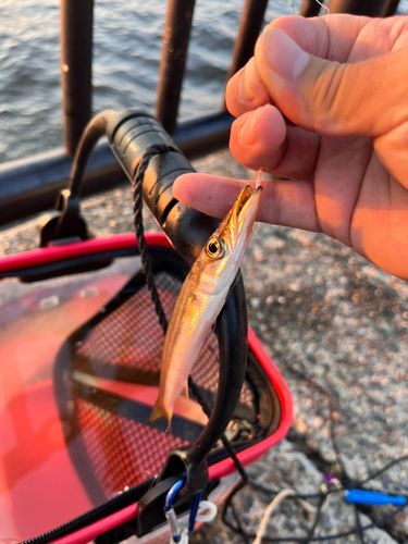 カマスの釣果