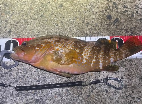 アコウの釣果