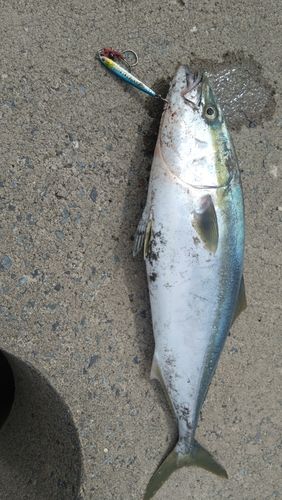 イナダの釣果