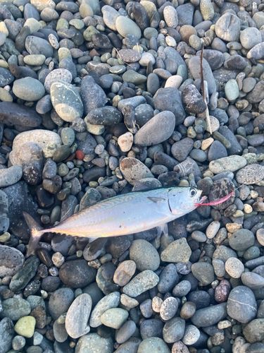 ヒラソウダの釣果