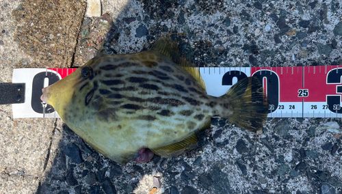 カワハギの釣果