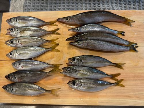 アジの釣果