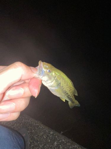 ラージマウスバスの釣果
