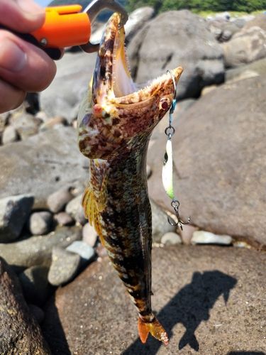エソの釣果