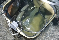 ウナギの釣果