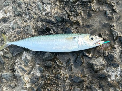サバの釣果