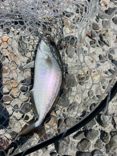 ショゴの釣果