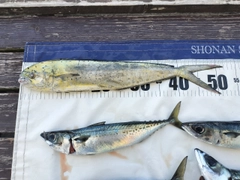 シイラの釣果
