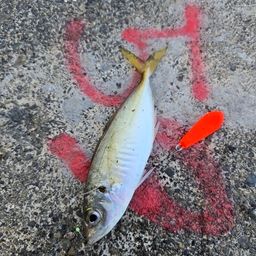 アジ