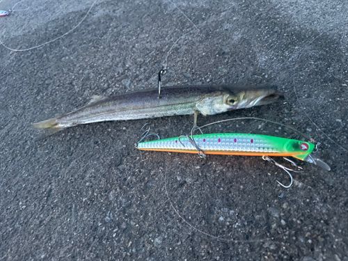 カマスの釣果