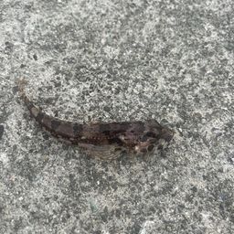 アサヒアナハゼ