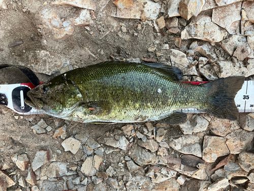 スモールマウスバスの釣果