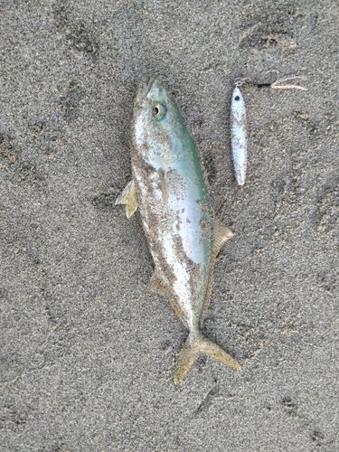ワカシの釣果