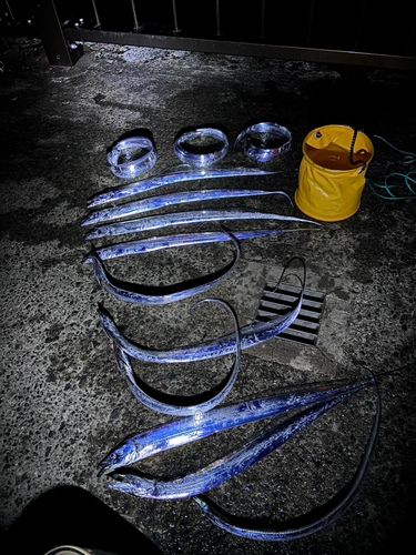 タチウオの釣果