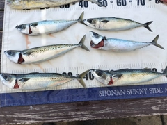 ゴマサバの釣果