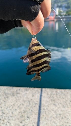 タイの釣果