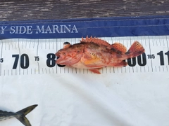 ウッカリカサゴの釣果