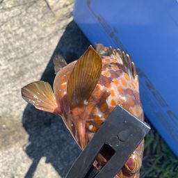 アコウ