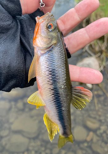 カワムツの釣果