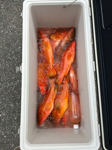 アカハタの釣果