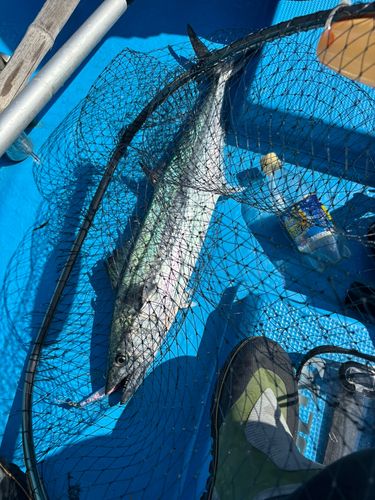 サワラの釣果