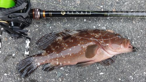 キジハタの釣果