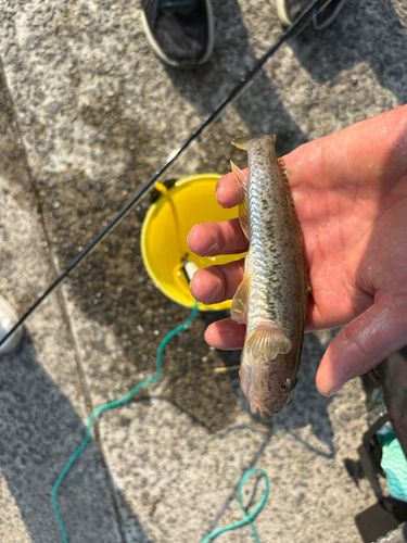 マハゼの釣果