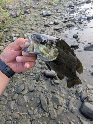 スモールマウスバスの釣果
