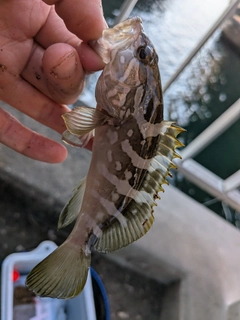 クエの釣果