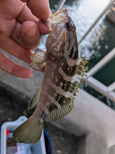 クエの釣果