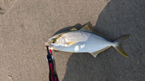 ショゴの釣果