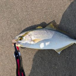 ショゴ