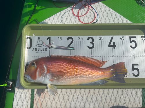 アカアマダイの釣果