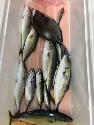 ワカシの釣果