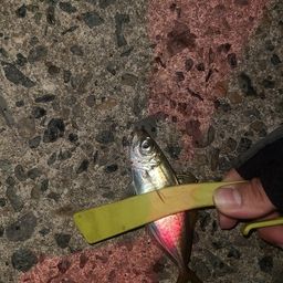 アジ