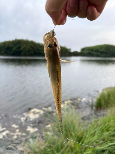 ハゼの釣果