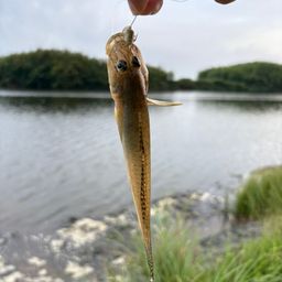 ハゼ