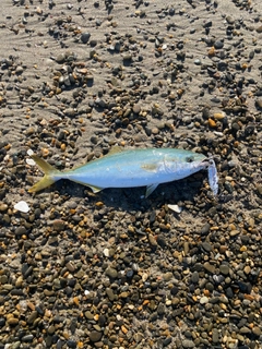 ツバスの釣果